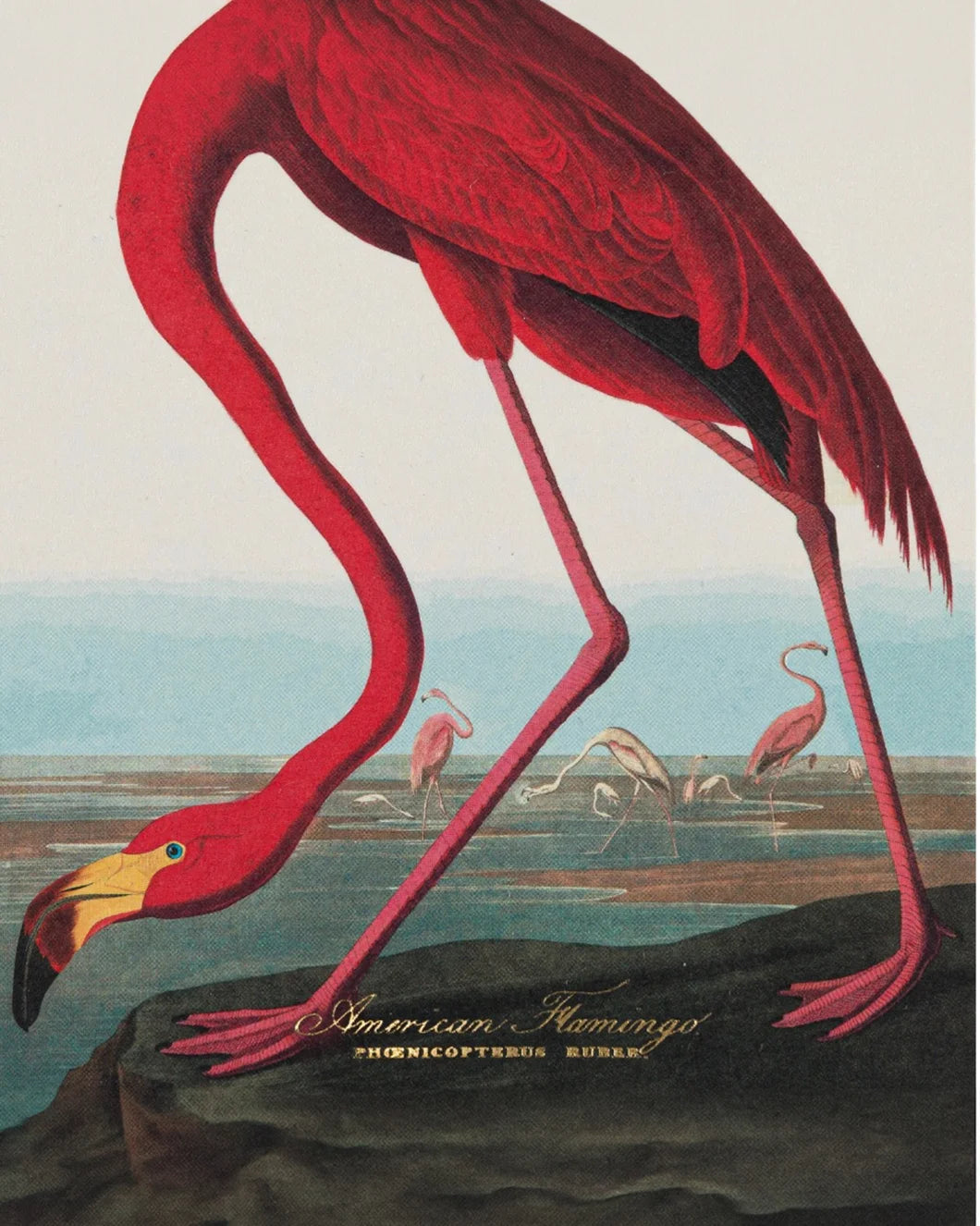 FAIRE American Flaimingo matches front
