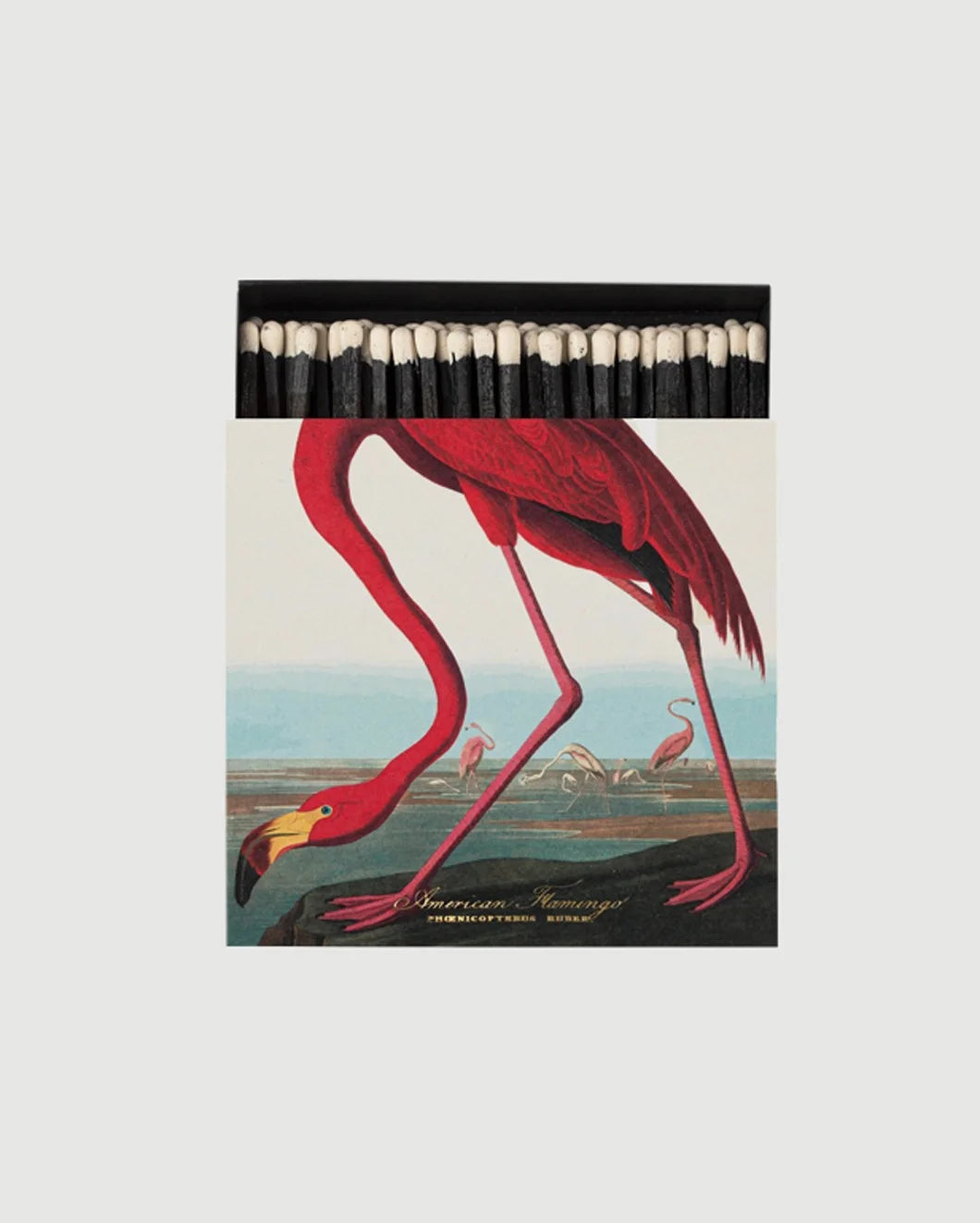 FAIRE American Flaimingo matches isolated