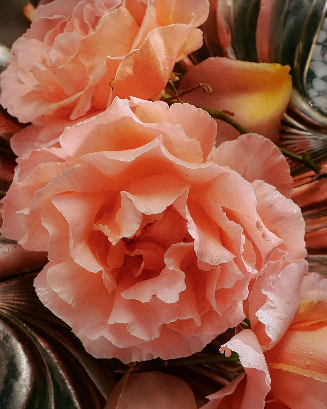 FLAMINGO ESTATE Jasmine Damask Rose Trio rose